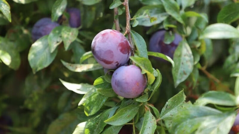 В Сочи повторно выставили на торги сады Россельхозакадемии