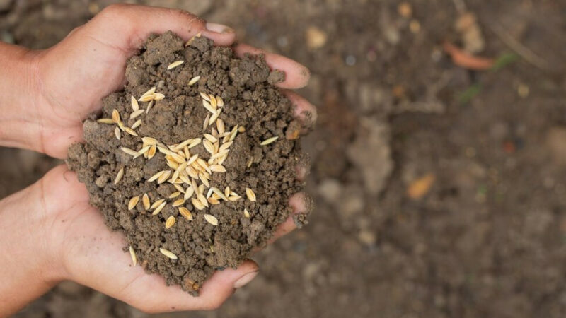 На Кубани в 2023 году яровыми культурами засеют 1,7 млн га