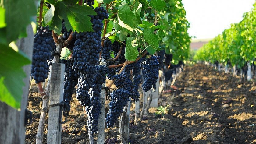 На Кубани выявили более 50 тыс. га виноградопригодных земель