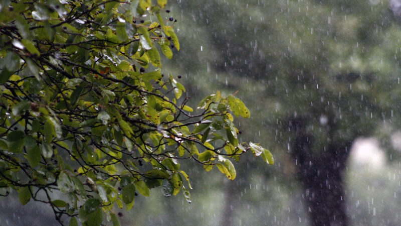 На Кубани в выходные прогнозируют дожди