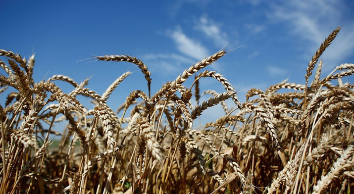 На Кубани в 2021 году урожай зерна вырос на 24%
