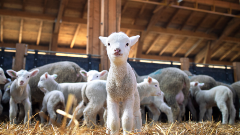 На Дону за 6 лет поголовье овец снизилось на четверть